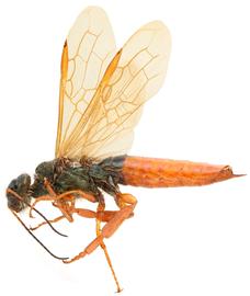   Sirex californicus  male lateral habitus; photo by H. Goulet, CNC 
